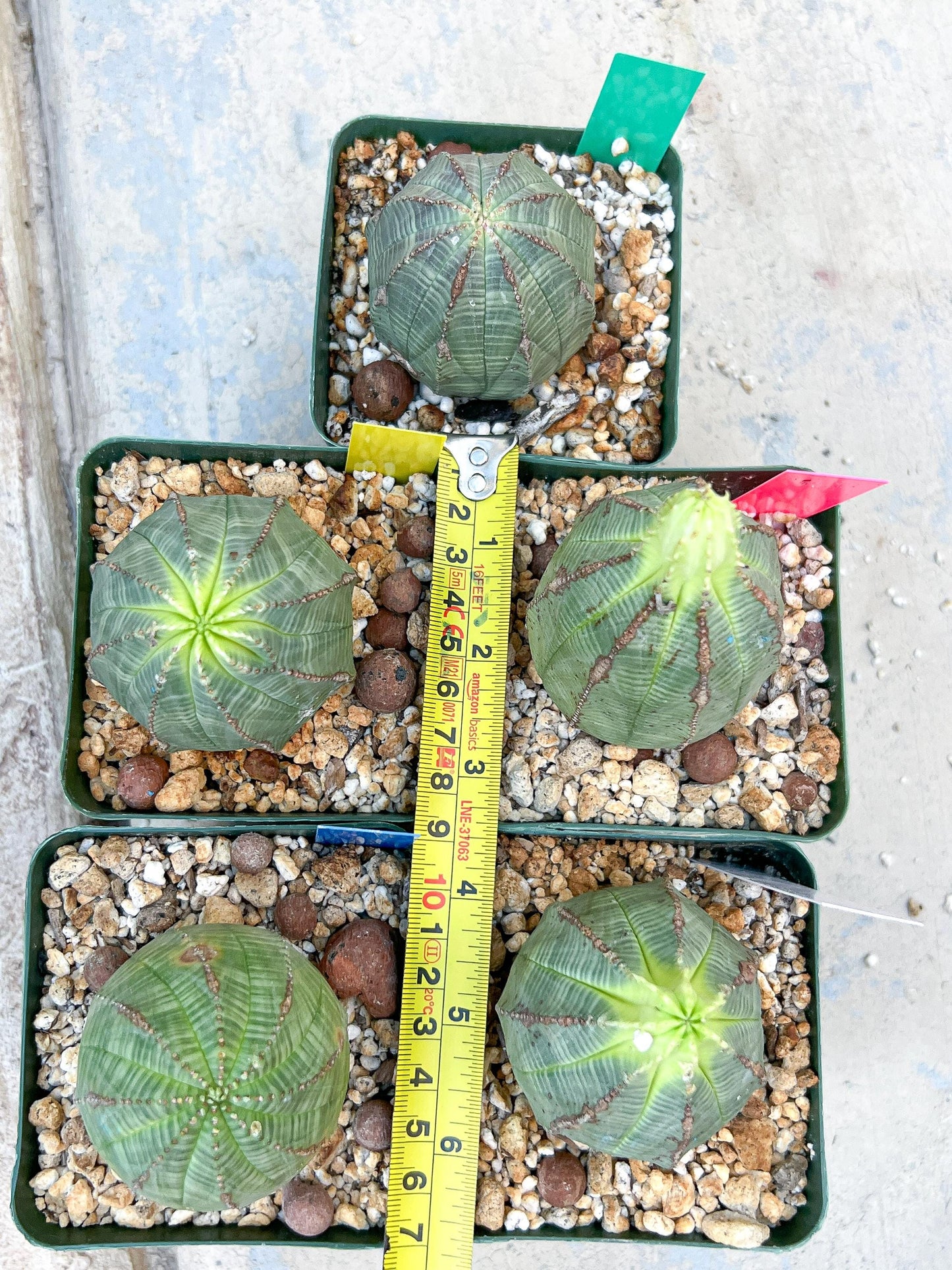 Euphorb obesa (White) | Imported Plants