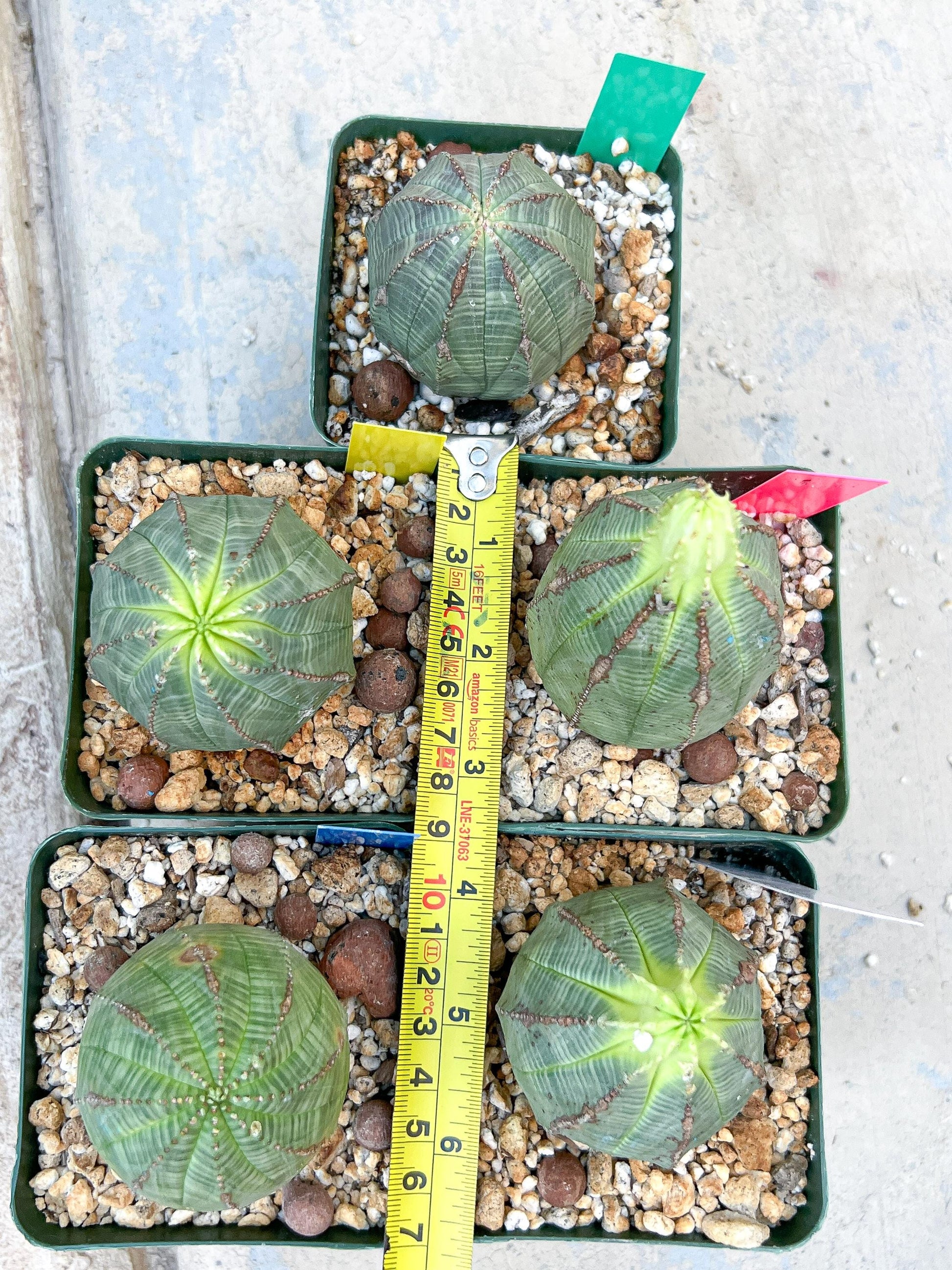 Euphorb obesa (White) | Imported Plants