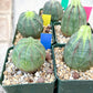 Euphorb obesa | Cactus Plants | Imported Plants
