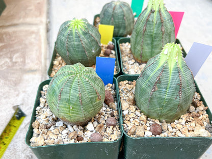 Euphorb obesa | Cactus Plants | Imported Plants