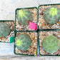 Euphorb obesa | Cactus Plants | Imported Plants