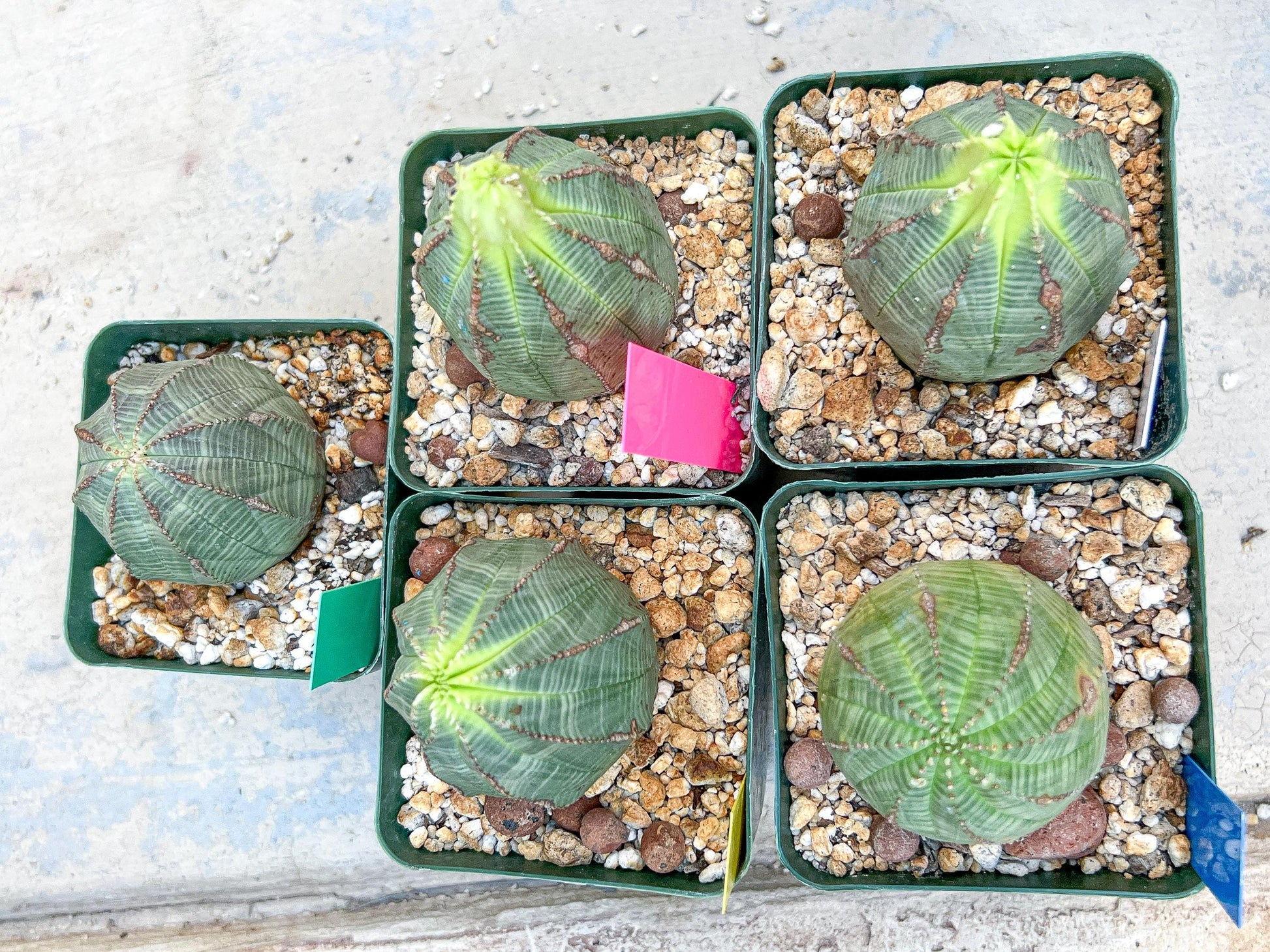 Euphorb obesa | Cactus Plants | Imported Plants