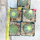 Euphorb obesa | Cactus Plants | Imported Plants
