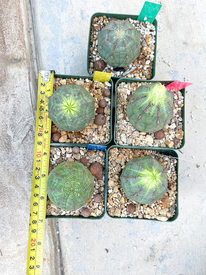 Euphorb obesa (White) | Imported Plants