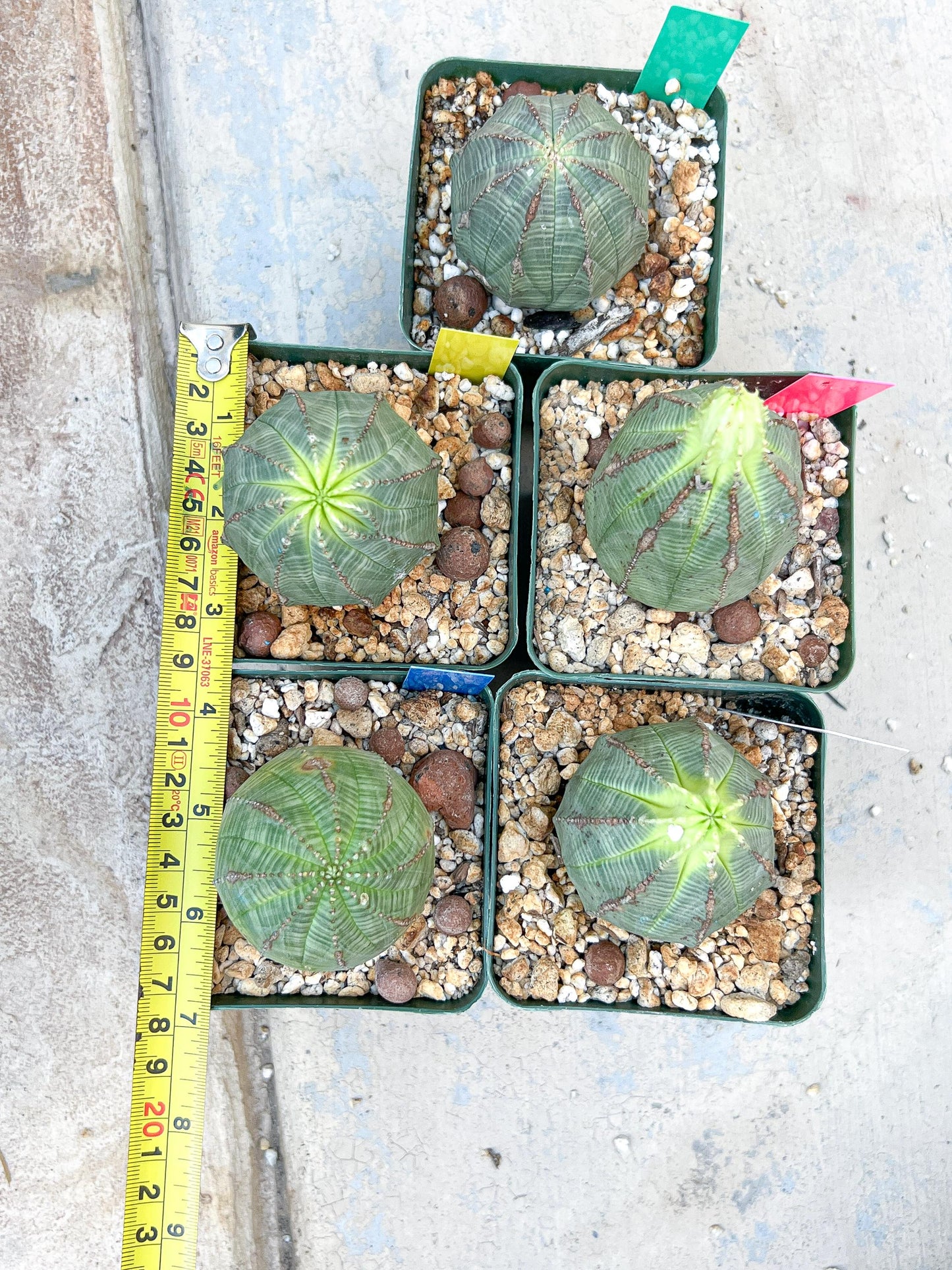 Euphorb obesa (Green) | Imported Plants