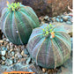 Euphorb obesa | Cactus Plants | Imported Plants