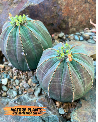 Euphorb obesa (White) | Imported Plants