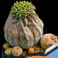Euphorb obesa | Cactus Plants | Imported Plants