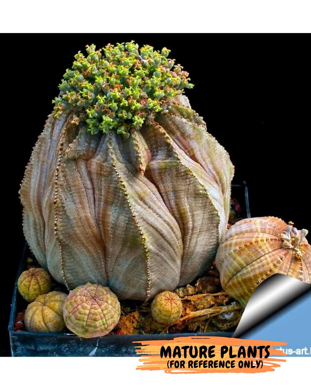 Euphorb obesa (Green) | Imported Plants