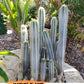 Pilosocereus Pachycladus | Cactus Plants | Imported Plants