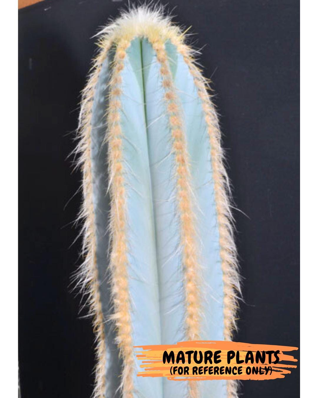 Pilosocereus Pachycladus (White) | Imported Plants