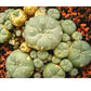 Spineless cactus Cluster (P-Y-B) | imported Plants