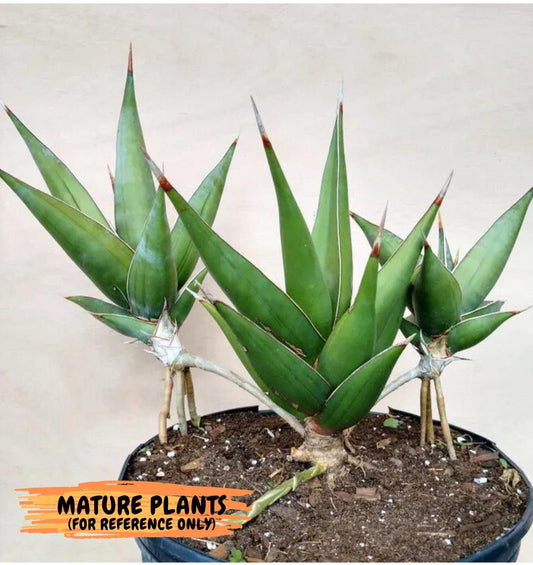 Sansevieria Pinguicula | Rare Import