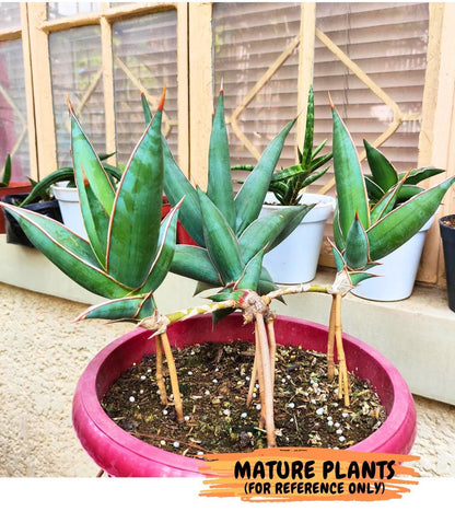Sansevieria Pinguicula | Rare Import