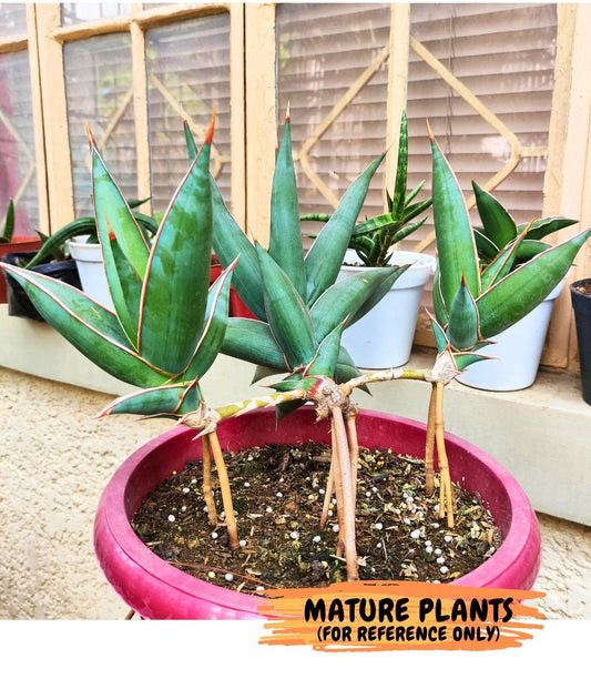 Sansevieria Pinguicula | Rare Import