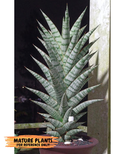 Sansevieria baladewa (#H48) | Snake plant Hybrids