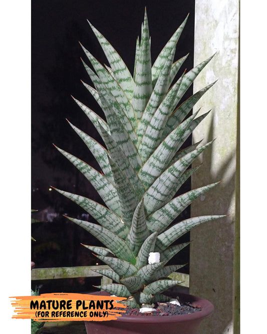 Sansevieria baladewa (#H48) | Snake plant Hybrids