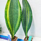 Sansevieria Masoniana Variegated | Mason | Shark Fin