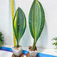 Sansevieria Masoniana Variegated | Mason | Shark Fin