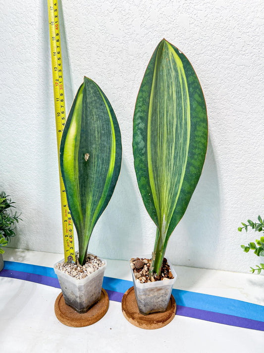 Sansevieria Masoniana Variegated | Mason | Shark Fin