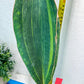 Sansevieria Masoniana Variegated | Mason | Shark Fin