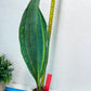 Sansevieria Masoniana Variegated | Mason | Shark Fin
