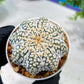 Custom Order- We’ll send you the exact live plant pictured (T5) (g1) | Imported From Japan | 3" Pot