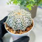 Custom Order- We’ll send you the exact live plant pictured (T5) (g1) | Imported From Japan | 3" Pot