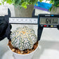 Custom Order- We’ll send you the exact live plant pictured (T5) (g1) | Imported From Japan | 3" Pot