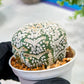 Custom Order- We’ll send you the exact live plant pictured (T5) (g2) | Las Vegas Plant Shop | 3" Pot