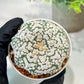 Custom Order- We’ll send you the exact live plant pictured (T5) (g2) | Las Vegas Plant Shop | 3" Pot