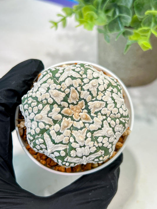 Custom Order- We’ll send you the exact live plant pictured (T5) (g2) | Las Vegas Plant Shop | 3" Pot