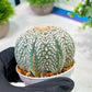 Custom Order- We’ll send you the exact live plant pictured (T5) (g3) | SHIP from USA | 3" Pot