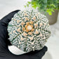 Custom Order- We’ll send you the exact live plant pictured (T5) (g3) | SHIP from USA | 3" Pot