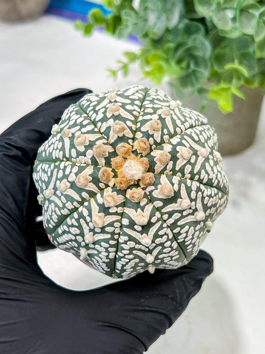 Custom Order- We’ll send you the exact live plant pictured (T5) (g3) | SHIP from USA | 3" Pot