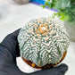 Custom Order- We’ll send you the exact live plant pictured (T5) (g3) | SHIP from USA | 3" Pot