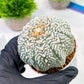 Custom Order- We’ll send you the exact live plant pictured (T5) (g3) | SHIP from USA | 3" Pot