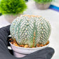 Custom Order- We’ll send you the exact live plant pictured (T5) (g3) | SHIP from USA | 3" Pot