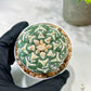 Custom Order- We’ll send you the exact live plant pictured (T5) (g4) | Las Vegas PLANT SELLER| 3" Pot