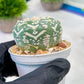 Custom Order- We’ll send you the exact live plant pictured (T5) (g4) | Las Vegas PLANT SELLER| 3" Pot