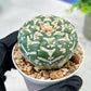 Custom Order- We’ll send you the exact live plant pictured (T5) (g4) | Las Vegas PLANT SELLER| 3" Pot