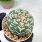 Custom Order- We’ll send you the exact live plant pictured (T5) (g4) | Las Vegas PLANT SELLER| 3" Pot