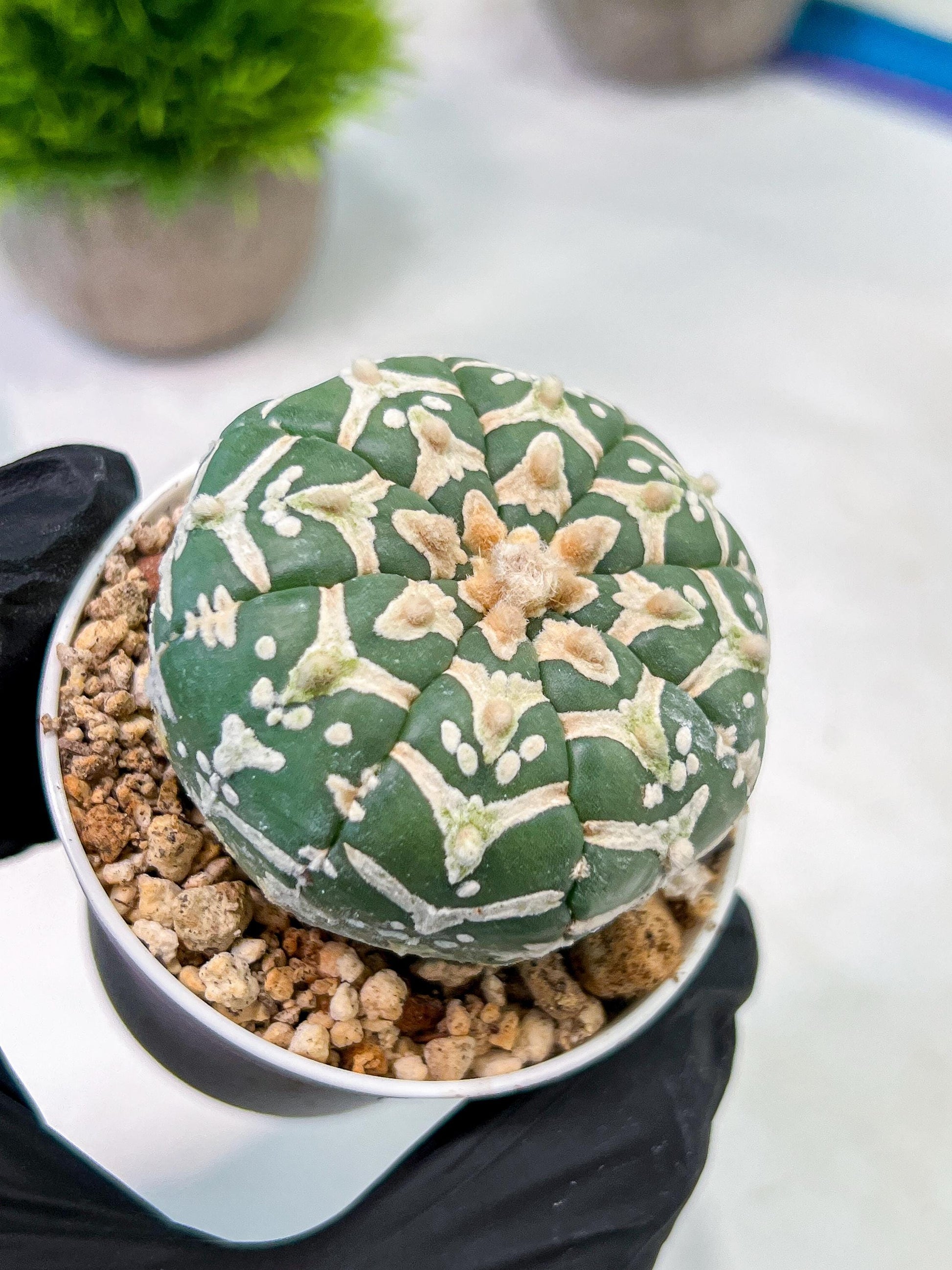 Custom Order- We’ll send you the exact live plant pictured (T5) (g4) | Las Vegas PLANT SELLER| 3" Pot