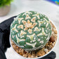 Custom Order- We’ll send you the exact live plant pictured (T5) (g4) | Las Vegas PLANT SELLER| 3" Pot