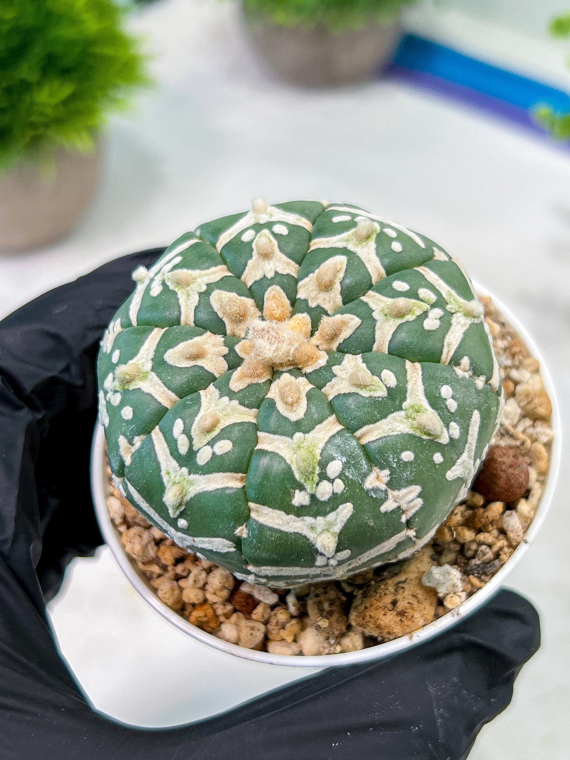 Custom Order- We’ll send you the exact live plant pictured (T5) (g4) | Las Vegas PLANT SELLER| 3" Pot