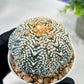 Custom Order- We’ll send you the exact live plant pictured (T5) (g5) | Las Vegas Plant Shp | 3" Pot