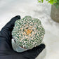 Custom Order- We’ll send you the exact live plant pictured (T5) (g6) | American Plant Seller | 3" Pot