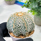 Custom Order- We’ll send you the exact live plant pictured (T5) (g7) | Nevada Plant Seller | 3" Pot