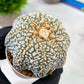 Custom Order- We’ll send you the exact live plant pictured (T5) (g7) | Nevada Plant Seller | 3" Pot