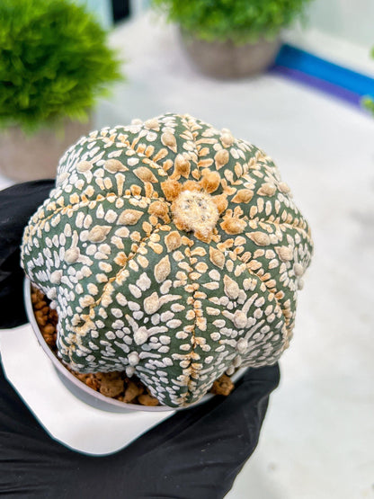 Custom Order- We’ll send you the exact live plant pictured (T5) (g7) | Nevada Plant Seller | 3" Pot